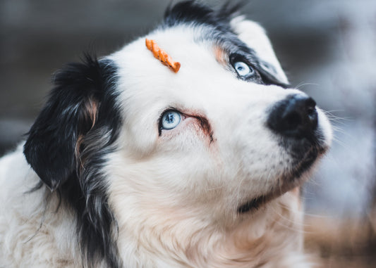 5 Simple Habits for a Healthier Happier Dog