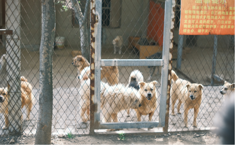Kill Shelters Hurt Dogs and How Rescues + Community Support Can Change Everything
