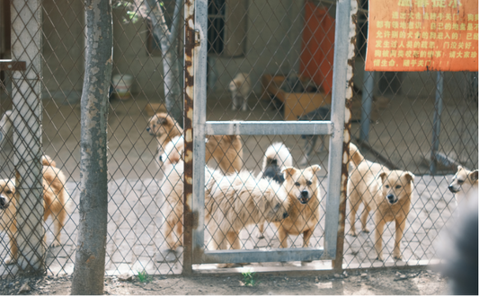 Kill Shelters Hurt Dogs and How Rescues + Community Support Can Change Everything