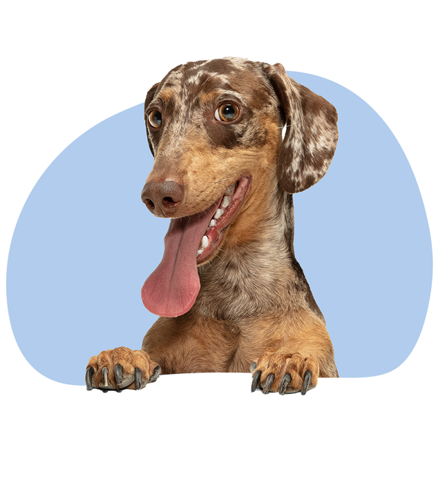 files/bluedoggy.png